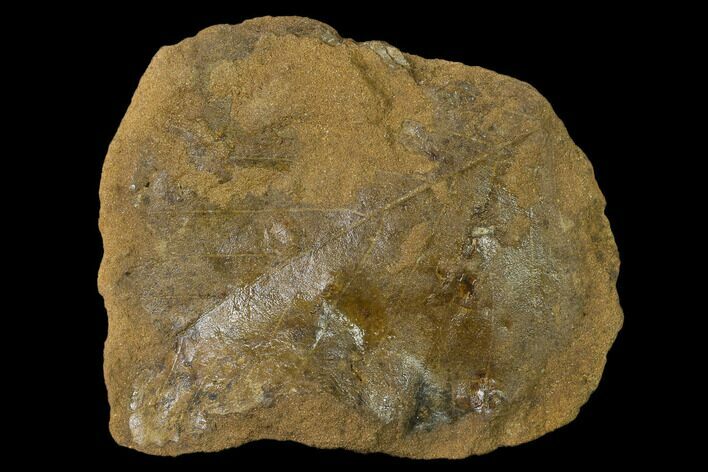 Cretaceous Fossil Leaf (Viburnum) - Kansas #136450